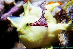 This one is so tiny! by Bernard Maglana 